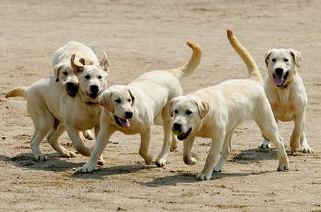 Korejci naklonovali první psy z protidrogového